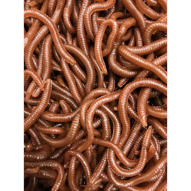 JENZI Tasty Gums Gummik.m.Ger. Wurm