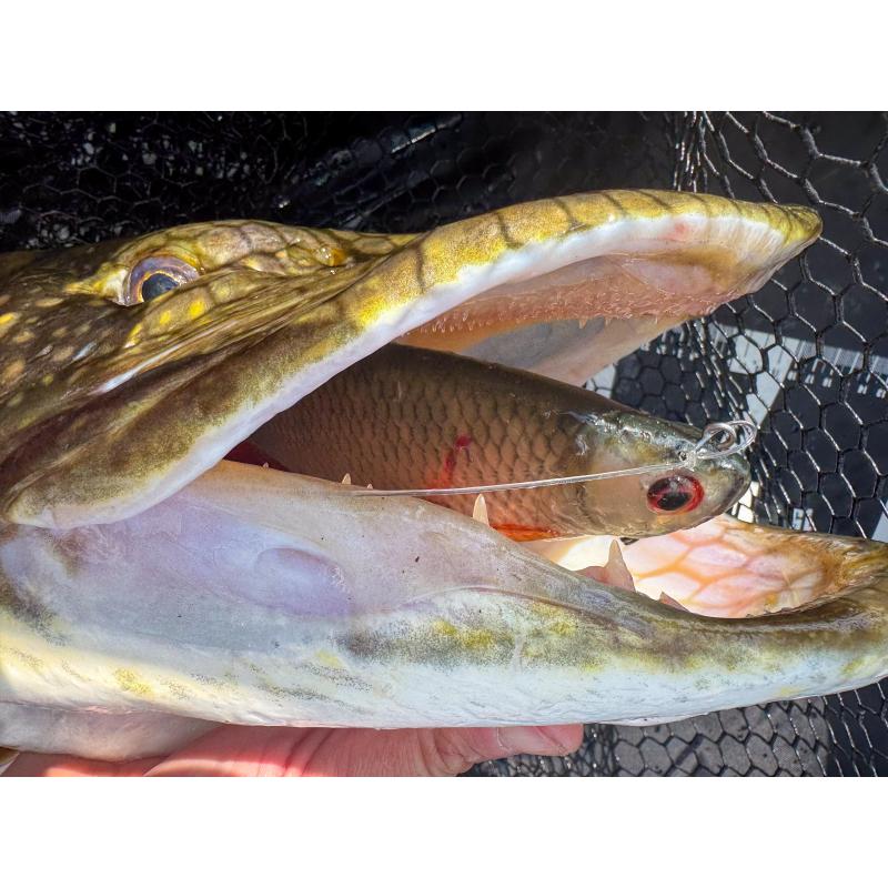 Fox Rage Ultra Natural Perch Replicant 23cm 9"