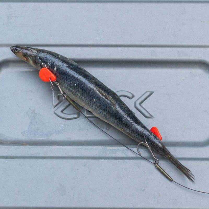 Zeck DB Twin Treble #2 Rig