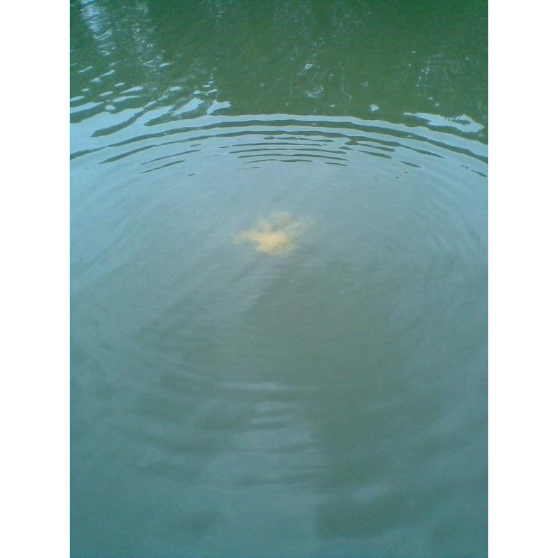 FTM Amino Flash Wolkenbilder gelb 440 g