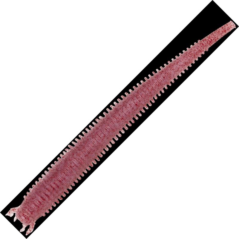 Berkley Gulp Sw Fat Sandworm 4In Clear Red Fleck