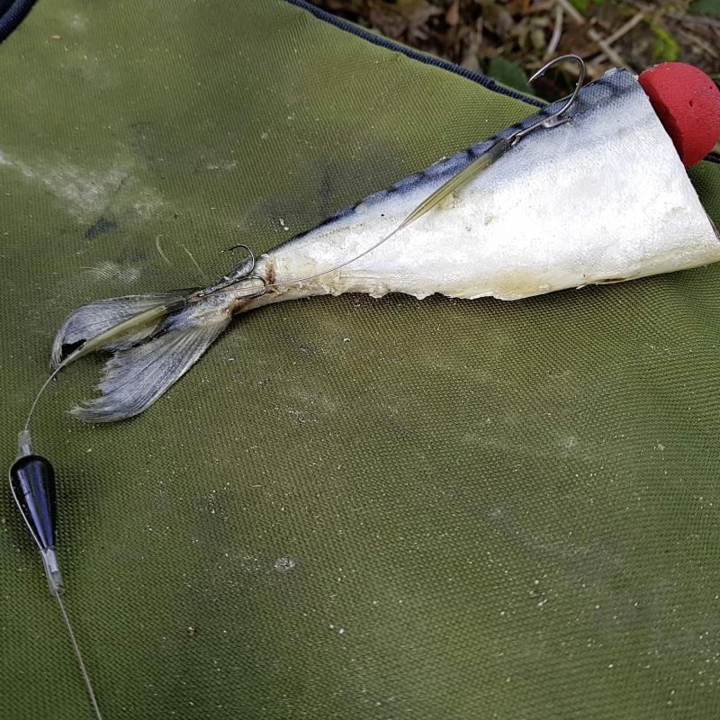 Zebco DB Series Deadbait Pop Up Kit